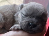 7 chiots Chows-Chows LOF à réserver