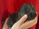 7 chiots Chows-Chows LOF à réserver