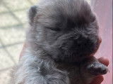 7 chiots Chows-Chows LOF à réserver