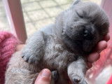 7 chiots Chows-Chows LOF à réserver