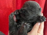 7 chiots Chows-Chows LOF à réserver