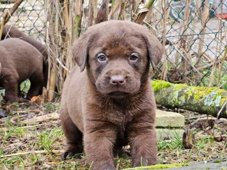 7 chiots Labradors Retrievers chocolat LOF à réserver