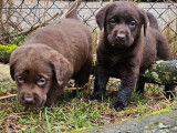 7 chiots Labradors Retrievers chocolat LOF à réserver
