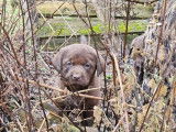 7 chiots Labradors Retrievers chocolat LOF à réserver