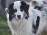 Chiot femelle Border Collie LOF bleu merle disponible à la vente