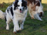 Chiot femelle Border Collie LOF bleu merle disponible à la vente