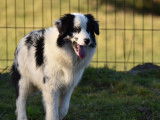 Chiot femelle Border Collie LOF bleu merle disponible à la vente