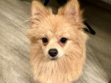 Chiot Spitz Allemand à vendre