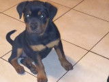 Chiot femelle Rottweiler LOF noir et feu à vendre