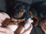 Chiot femelle Rottweiler LOF noir et feu à vendre