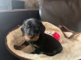 4 chiots Teckels Nains LOF à vendre