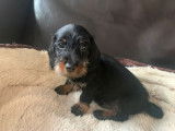 4 chiots Teckels Nains LOF à vendre