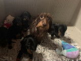 4 chiots Teckels Nains LOF à vendre