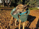PETER, Galgo Espagnol gentil et timide à adopter