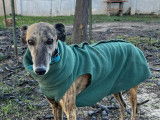 PETER, Galgo Espagnol gentil et timide à adopter