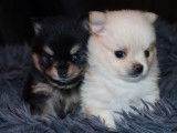 2 femelles Pomchi à vendre