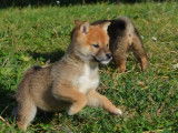 6 chiots Shiba Inus LOF disponibles à la vente