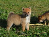 6 chiots Shiba Inus LOF disponibles à la vente