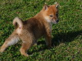 6 chiots Shiba Inus LOF disponibles à la vente