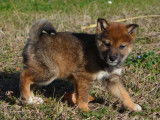 6 chiots Shiba Inus LOF disponibles à la vente