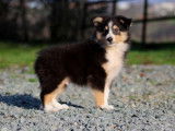 Chiot mâle Berger des Shetland LOF tricolore à réserver