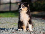 Chiot mâle Berger des Shetland LOF tricolore à réserver