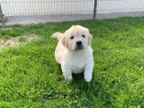 7 chiots Golden Retrievers &agrave; vendre