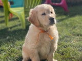 7 chiots Golden Retrievers LOF disponibles