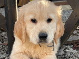 7 chiots Golden Retrievers LOF disponibles