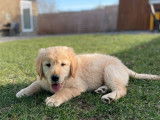 7 chiots Golden Retrievers LOF disponibles