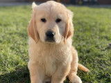 7 chiots Golden Retrievers LOF disponibles