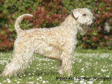 ORIGINAL et Rare ! Chiots Wheaten Terrier disponibles