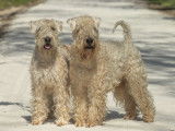ORIGINAL et Rare ! Chiots Wheaten Terrier disponibles