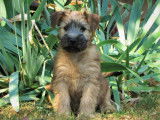 ORIGINAL et Rare ! Chiots Wheaten Terrier disponibles