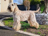 ORIGINAL et Rare ! Chiots Wheaten Terrier disponibles