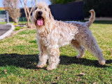 ORIGINAL et Rare ! Chiots Wheaten Terrier disponibles