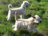 ORIGINAL et Rare ! Chiots Wheaten Terrier disponibles