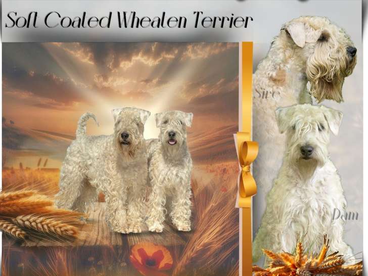ORIGINAL ! Chiots Wheaten Terrier dispo en Septembre 2024