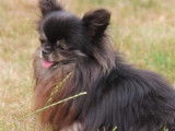 Mâle Chihuahua noir et bringé disponible pour saillie