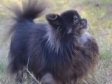 Mâle Chihuahua noir et bringé disponible pour saillie