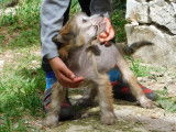 1 chiot Chiens Chinois à Crête à vendre