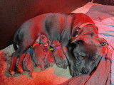 Chiots Staffie bleus LOF &agrave; vendre