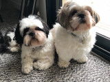 Max, mâle Shih Tzu LOF disponible pour saillie