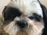 Max, mâle Shih Tzu LOF disponible pour saillie