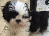 Max, mâle Shih Tzu LOF disponible pour saillie