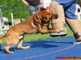Chiots Berger Malinois à vendre