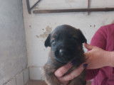 Chiots Berger Malinois à vendre