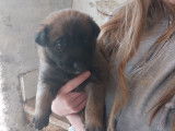 Chiots Berger Malinois à vendre
