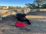 Mâle Labrador Retriever disponible pour saillie