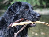 Magnifique mâle croisé Border Collie cherche femelle pour saillie